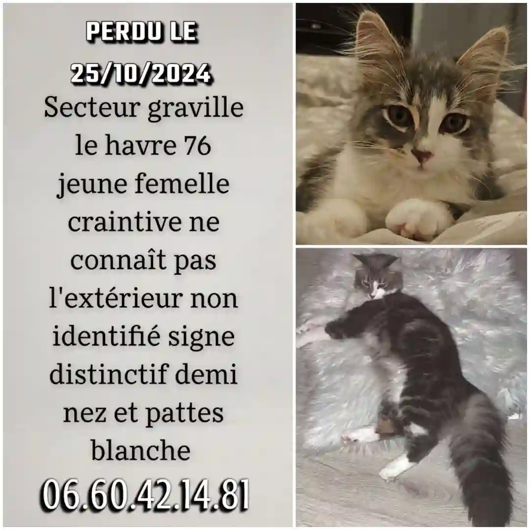 Chatte Perdue 76 Seine-Maritime Le Havre - Kira